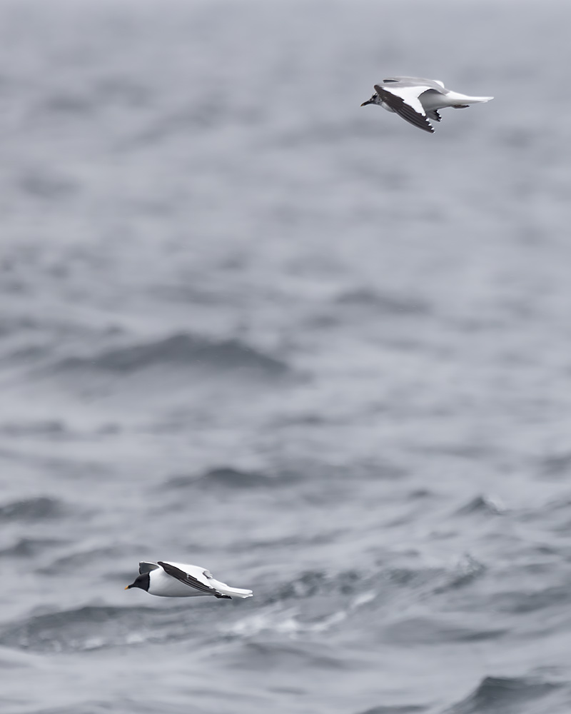Sabine's gulls